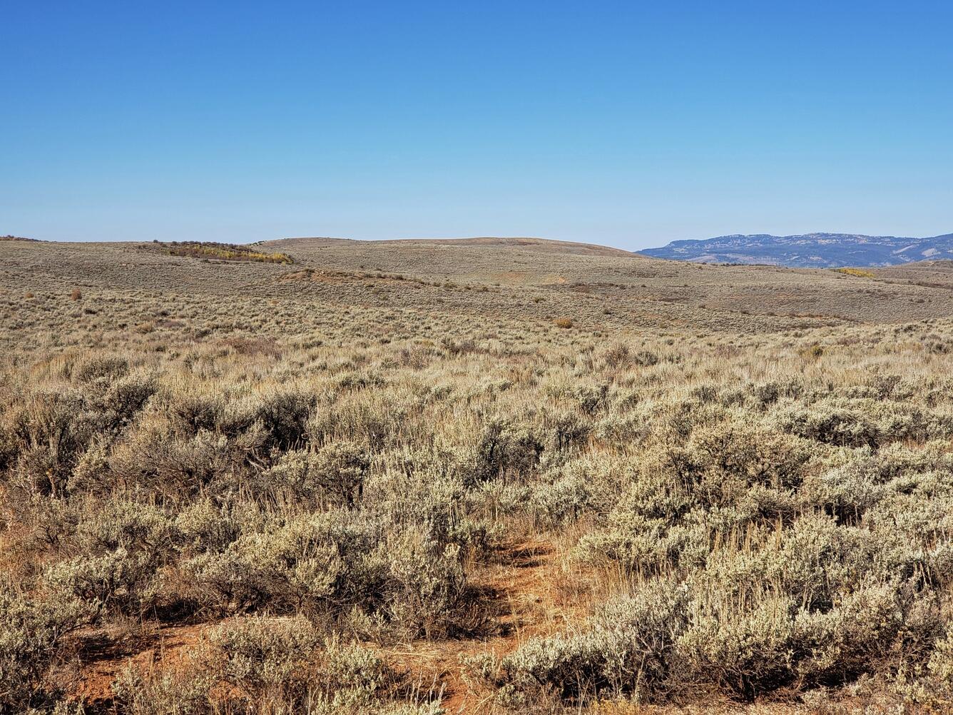 A sagebrush landscape in Utah, showing wide, open spaces and a blue sky. 