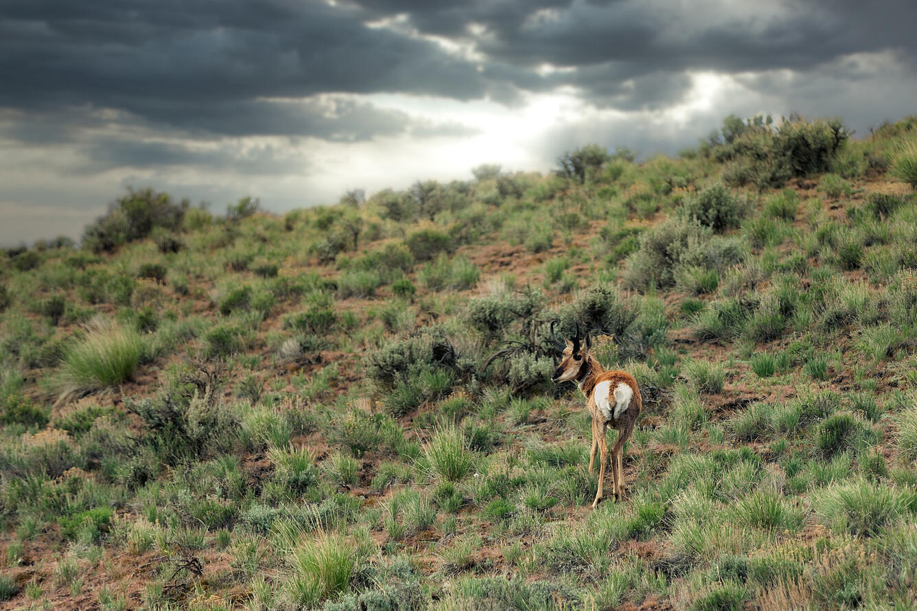 Antelope standing on green vegetation on a cloudy day