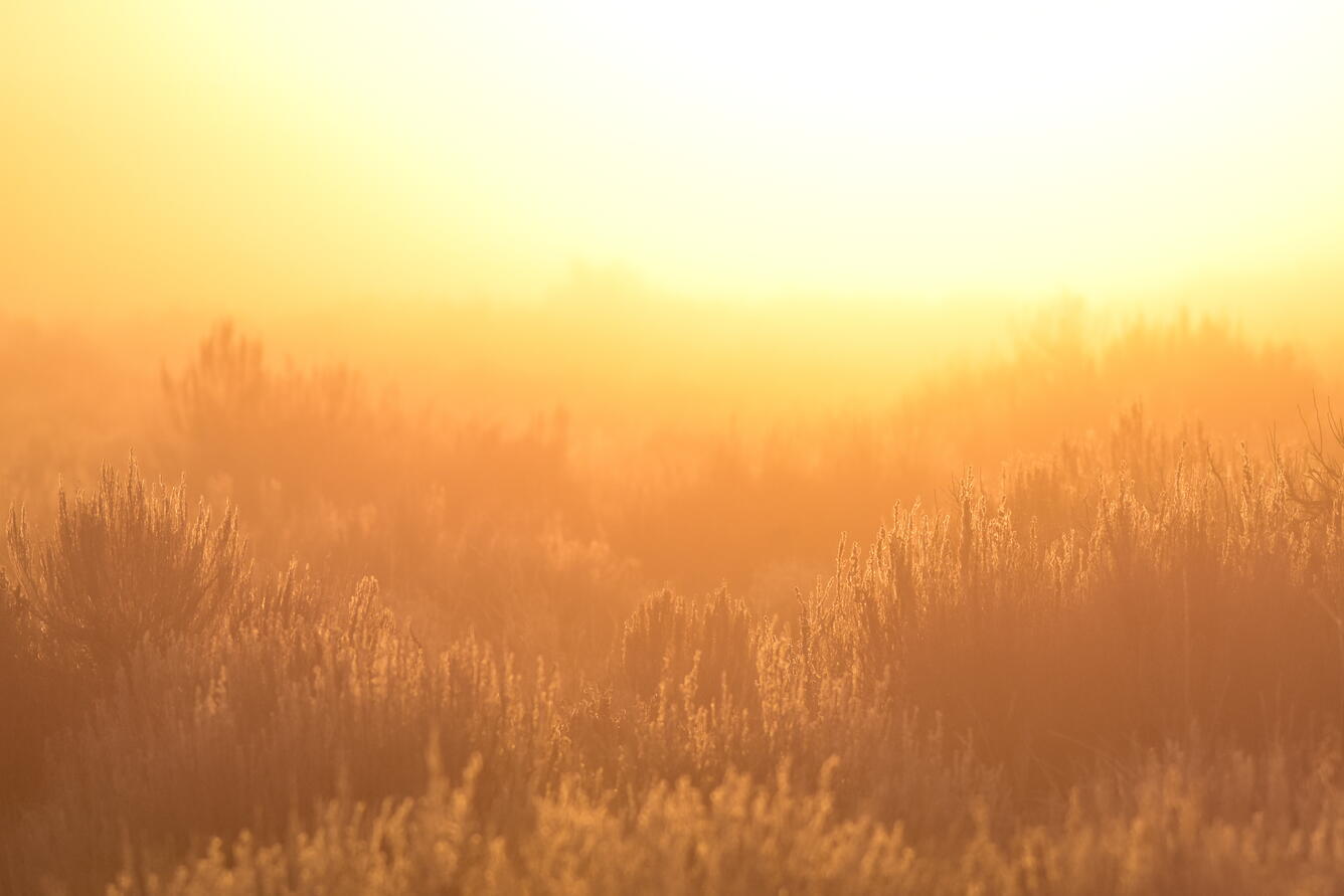 an orange-yellow glow shrouds sagebrush plants 