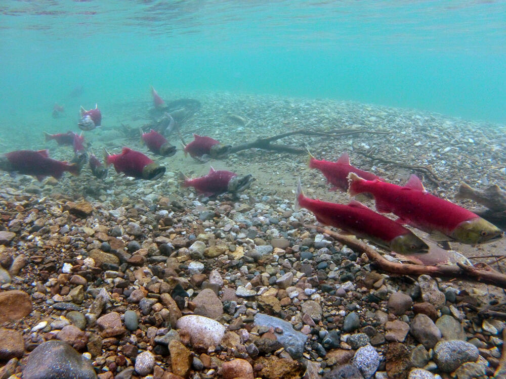 Salmon in Tazimina Lake