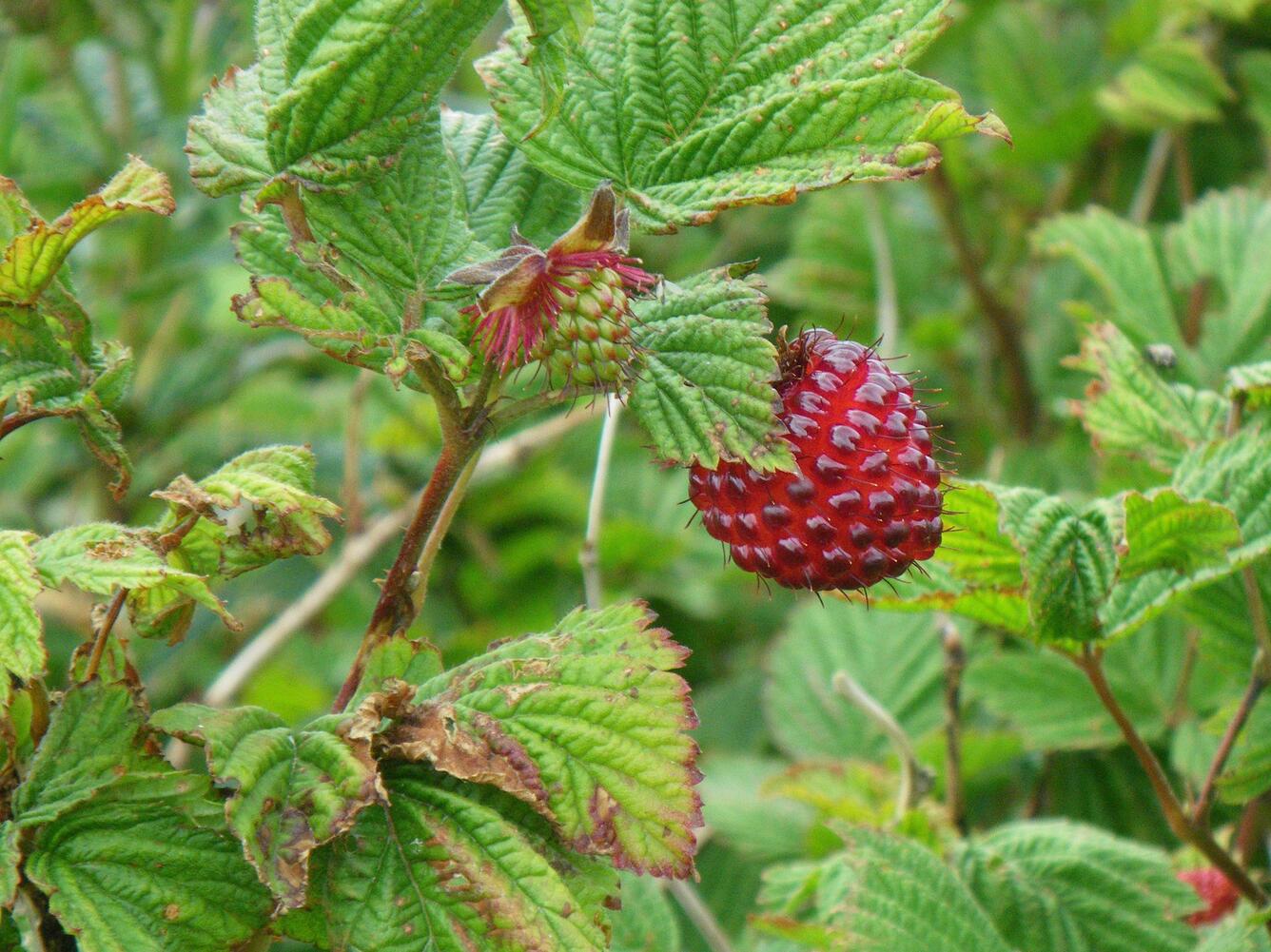 A red fruit, looking much like a raspberry, hangs from a stem surrounded by pointed green leaves 