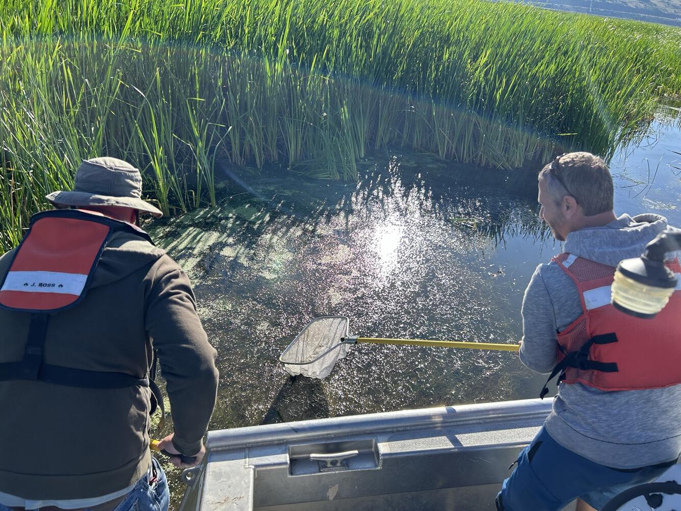 Jan Lovy (right) and James Ross, a Fisheries Technician with the Bureau of Reclamation collect snails in Upper Klamath Lake