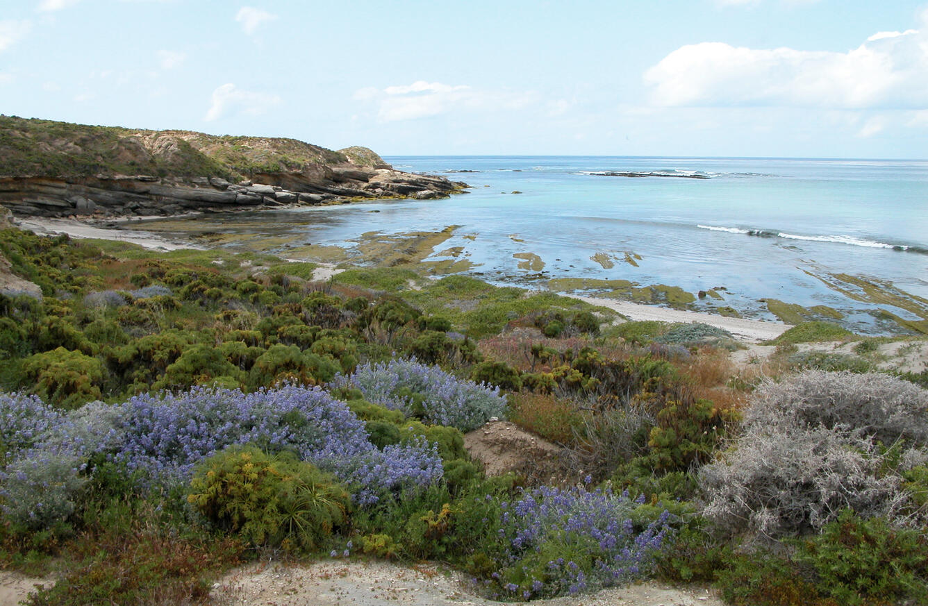 San Nicolas Island coastline with flowering shrubs