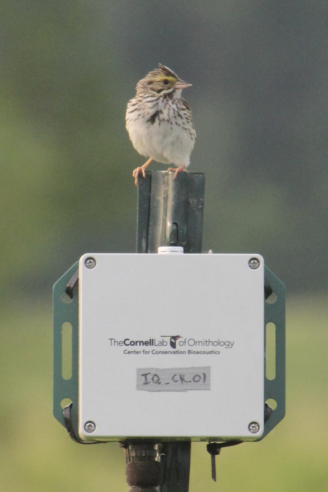 Savannah sparrow bird