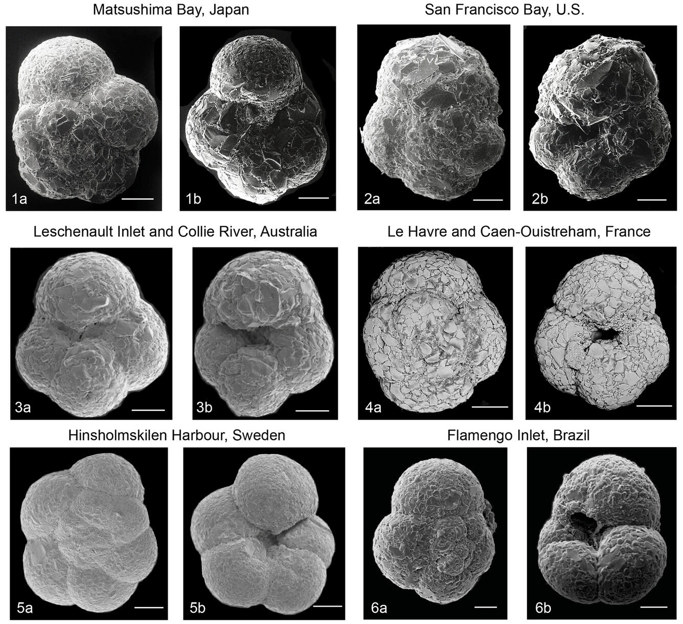 Scanning electron micrographs of Trochammina hadai specimens collected worldwide