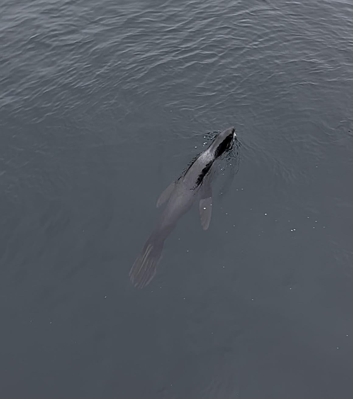 A seal floats at the surface of the water