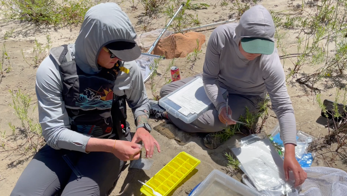 Dragonfly larvae collected in arid environment for dragonfly mercury project