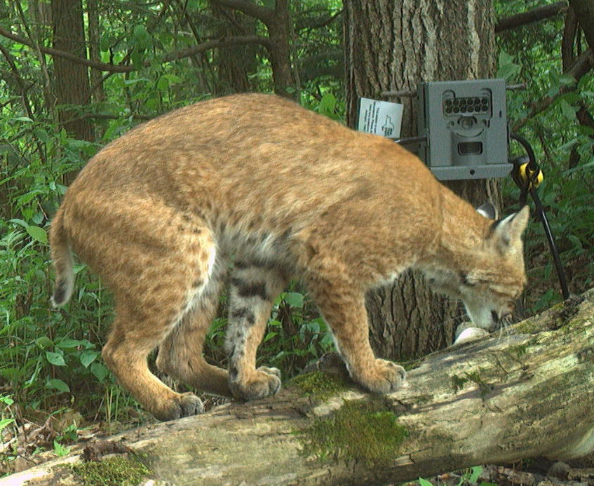 Screenshot of a bobcat spotted on a trail camera
