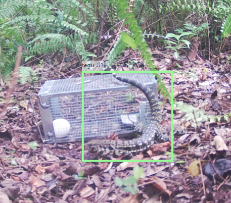a large lizard stands outside of a cage in a forest. A green box outlines the lizard and a label on the box reads 'tegu .81'