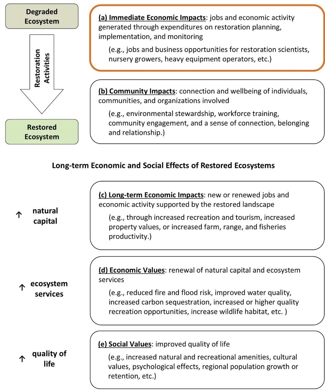 boxes and arrows displaying and describing different types of economic impacts