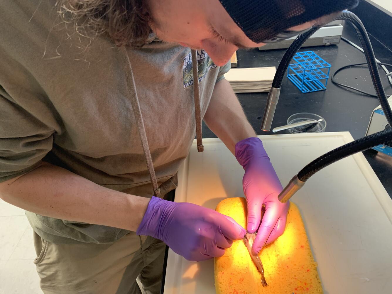 A USGS technician inserts a small electrical device (about the size of a grain of rice) into an anesthetized fish