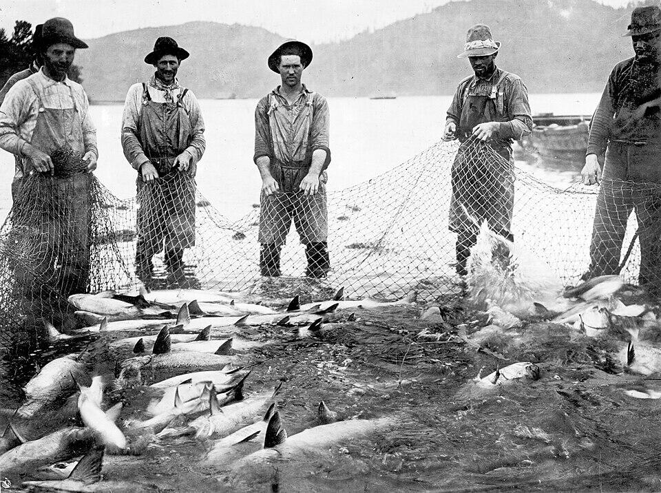 A black and white photo shoes 5 men holding a net used to sein salmon from the Columbia River in 1914. The river and mountains can be seen behind the men, who stand ankle deep in the river. 