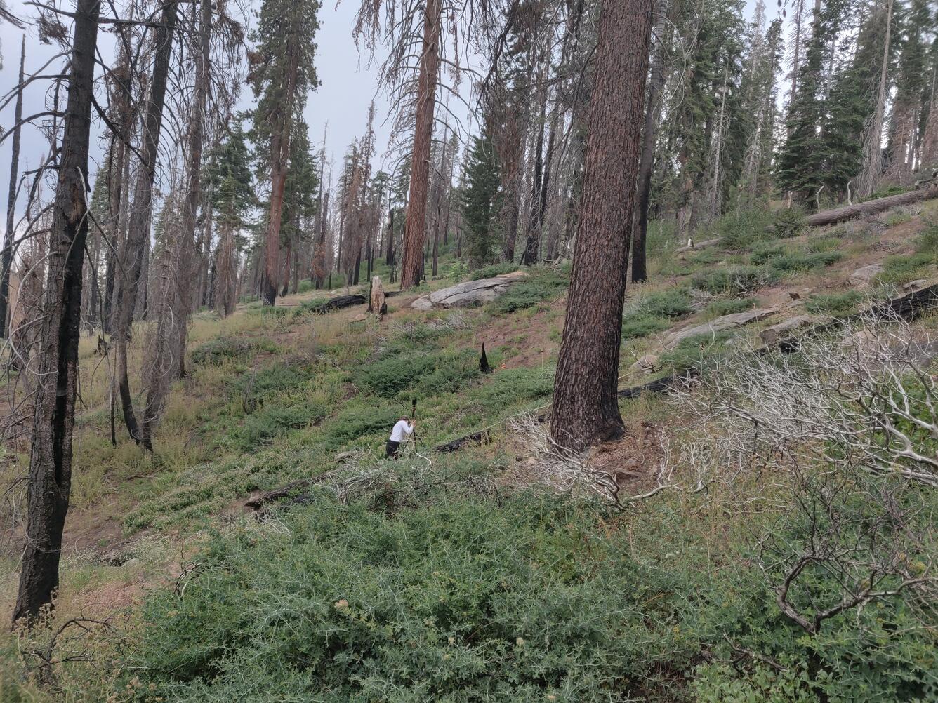 A woman sets up a lidar scanner in the forest