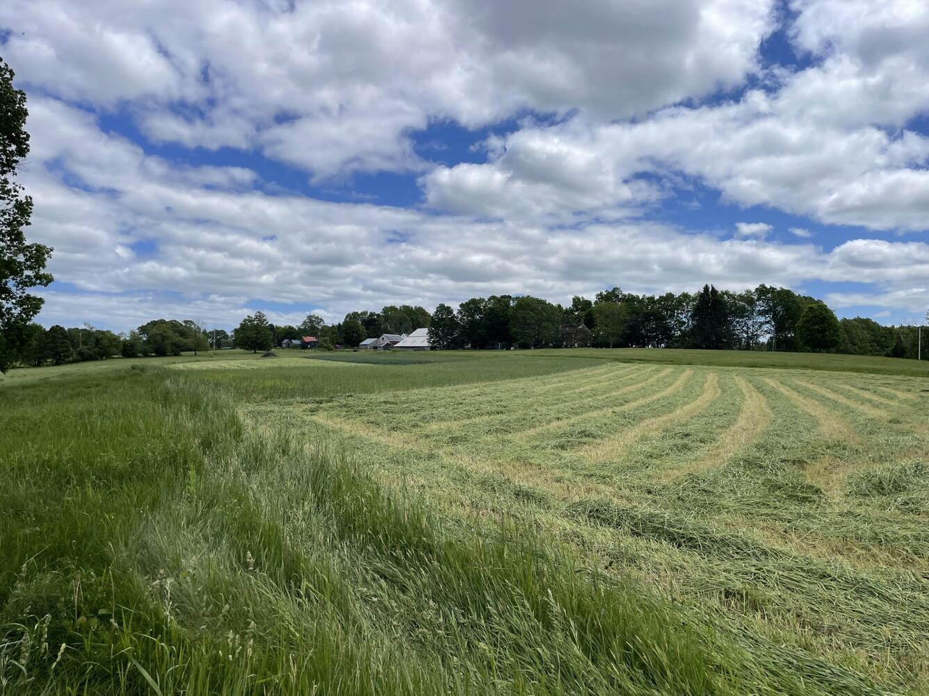 A plowed grassy field.