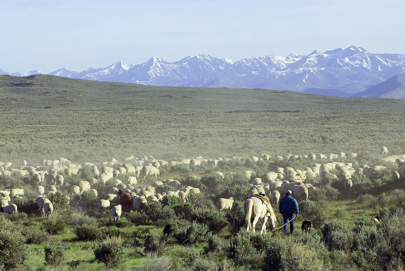 a rancher leads a horse and dozens of sheep through grassland, mountains in background