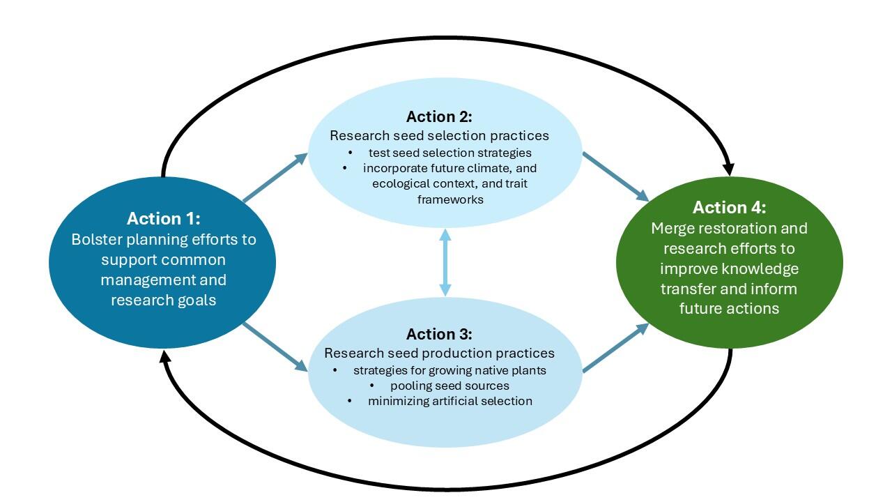 A figure shows four interconnected action items, Action 1 reads "bolster planning efforts to support common management and research goals", Action 2 reads "research seed collection practices", Action 3 reads "Research seed production practices", and Action four reads "Merge restoration and research efforts to improve knowledge transfer and inform future actions"