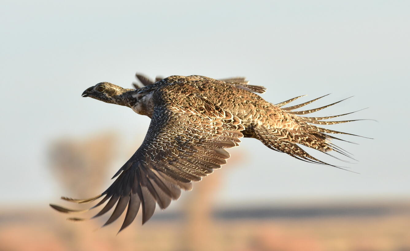 single, flying greater sage-grouse female