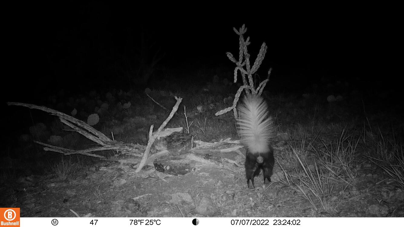 White-backed hog-nosed skunk 