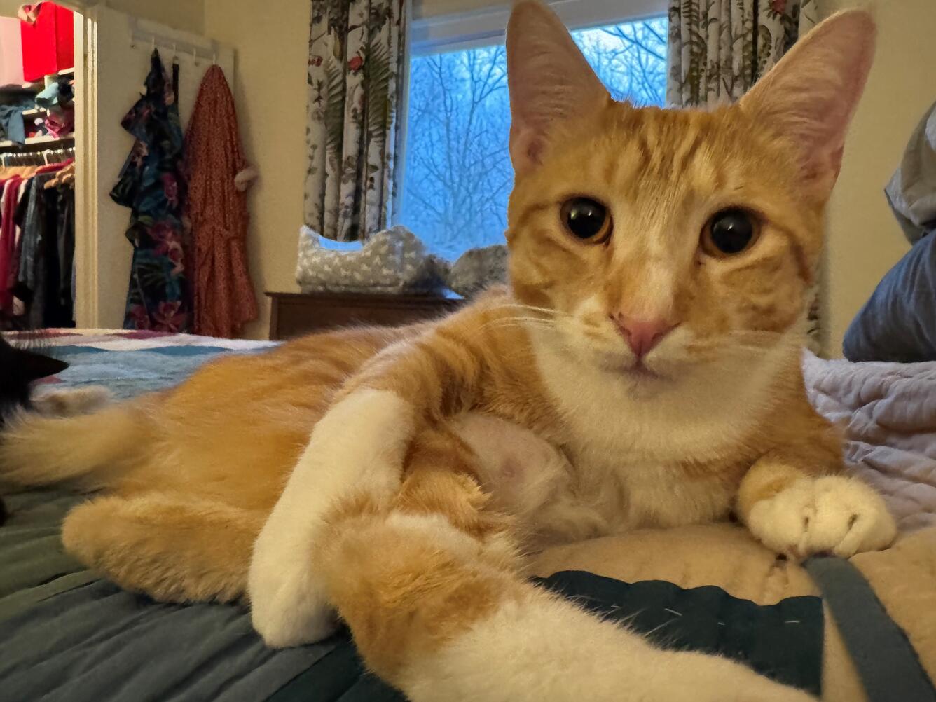Orange tabby cat sitting on bed