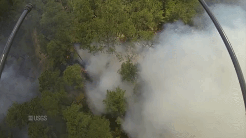 Prescribed Burn of a Forest