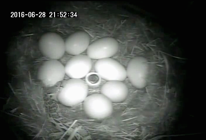 A gopher snake puts its mouth around an egg in a duck nest at night, trying several angles, but fails to open or eat the egg