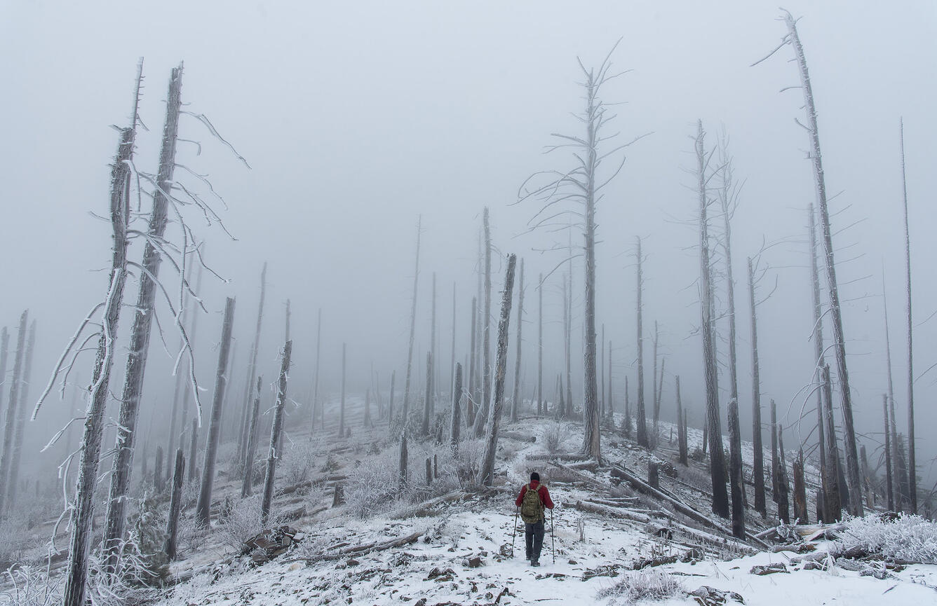 A hiker walks through a previously burned stand of trees in winter