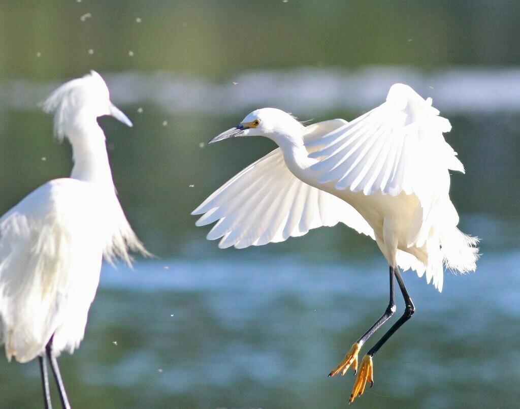Photograph of two Snowy Egrets. One is standing and one is in a landing position. These are white birds with long legs and long necks.
