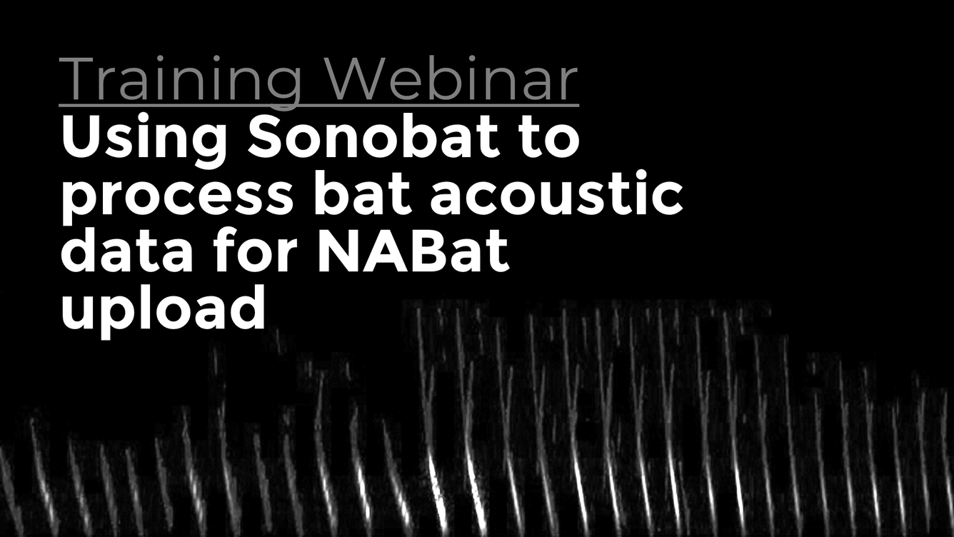 Black background with the text "Training Webinar: Using Sonobat to process bat acoustic data for NABat upload" in white text. 