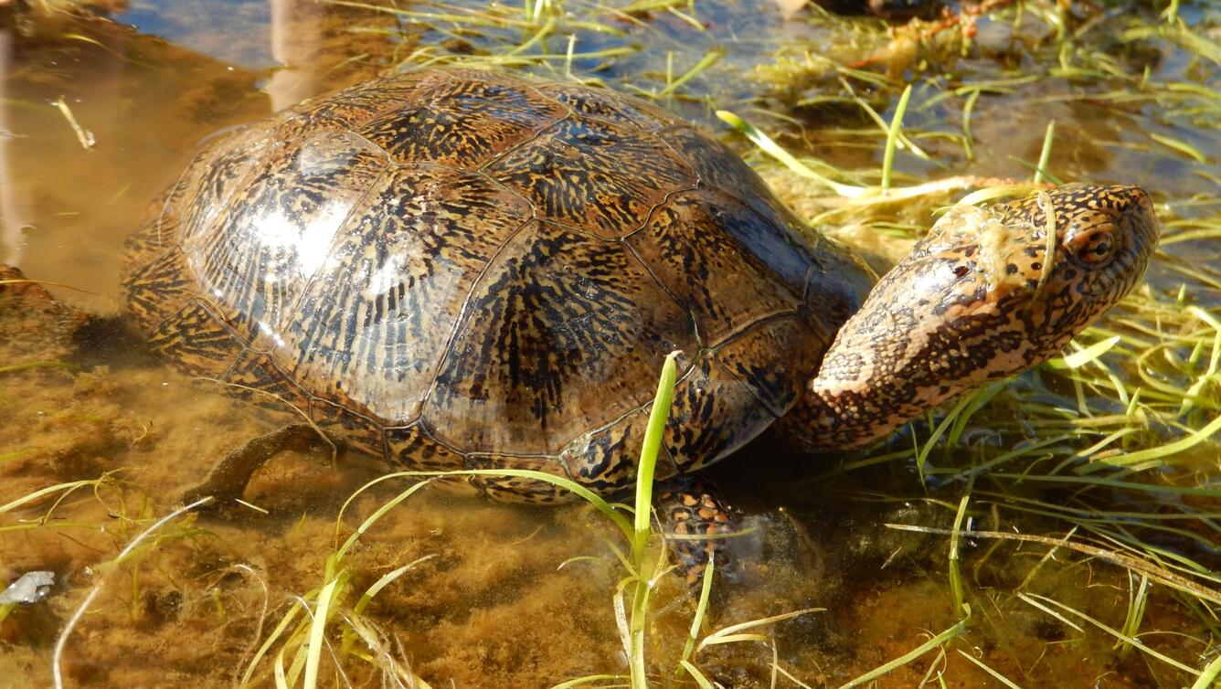 Southwestern pond turtle (Actinemys pallida), Mojave River