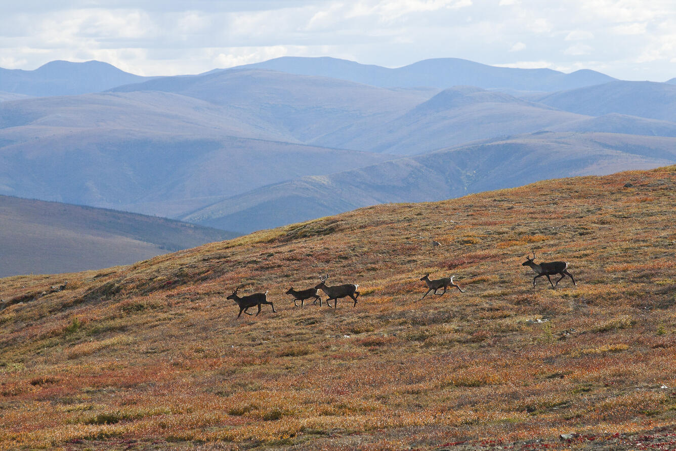 five caribou run across an orange hill, with rolling mountains in the background