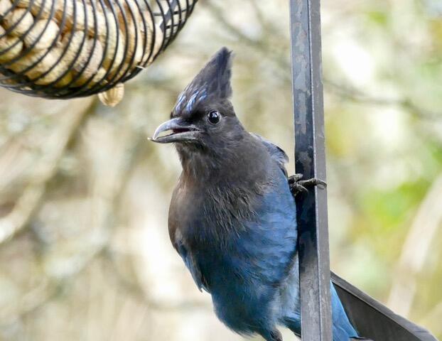 Bird with a black head, blue body, and a crossed and elongated beak at a bird feeder.