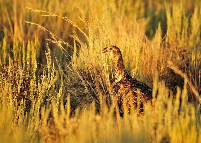 photo of a female greater sage-grouse in a golden-yellow field of grass