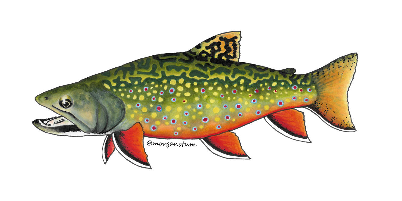 colorful red, green blue, yellow brook trout drawing