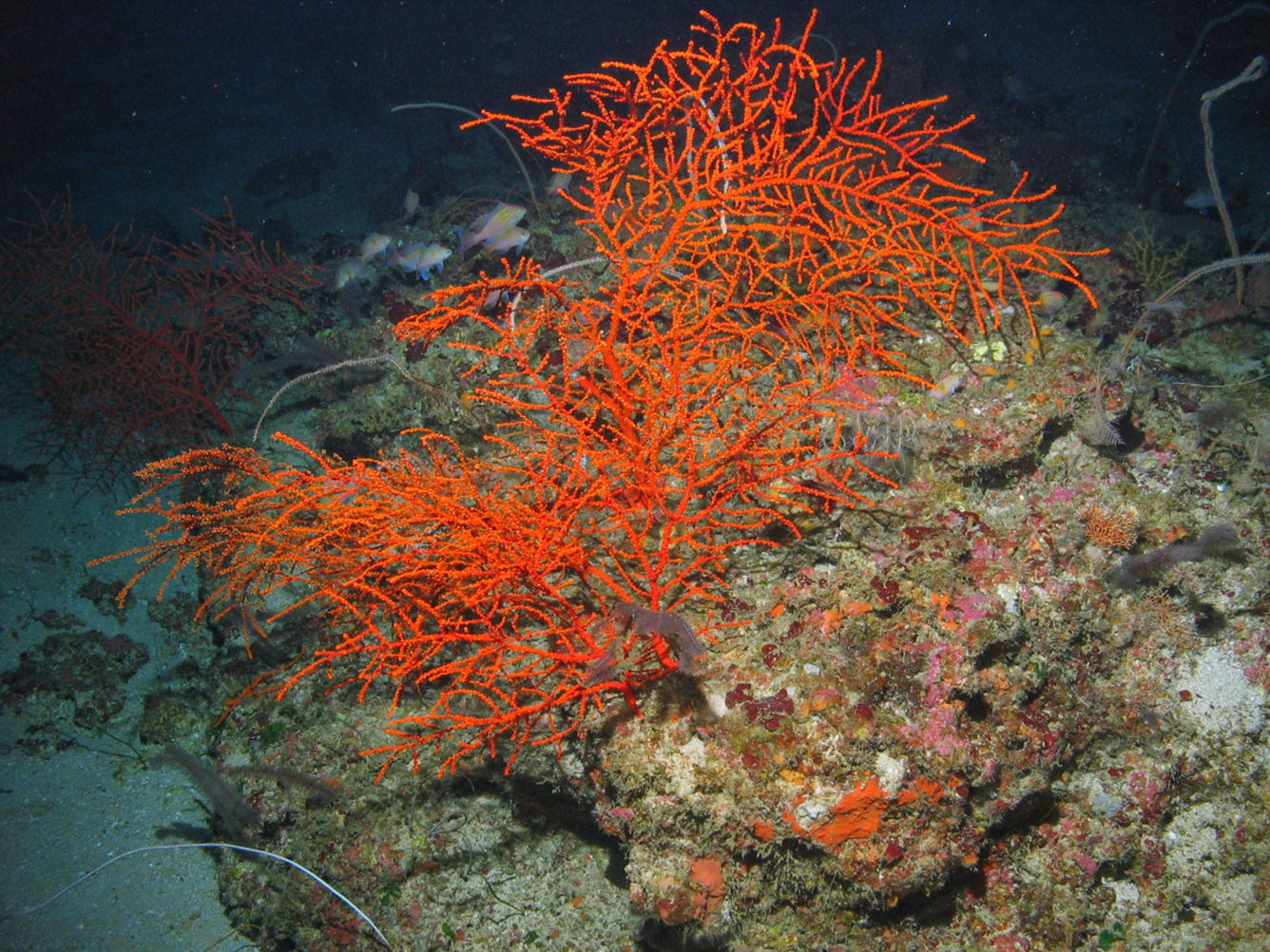 Bright-orange thin branching coral grows from ocean substrate