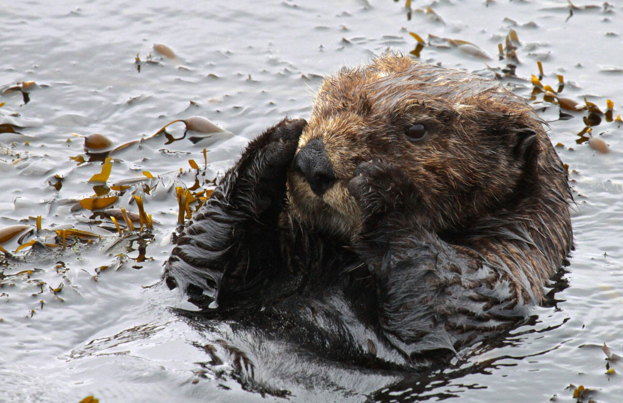 A sea otter floats in kelp in the ocean and rubs its snout with its paws.