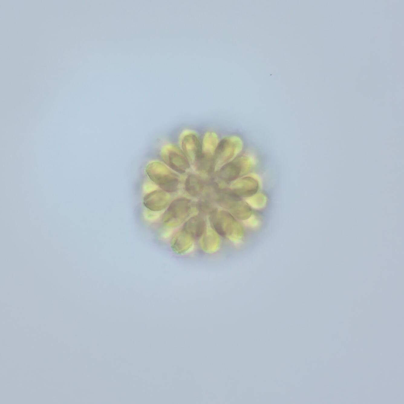 golden oval nodes form a sphere in blue water