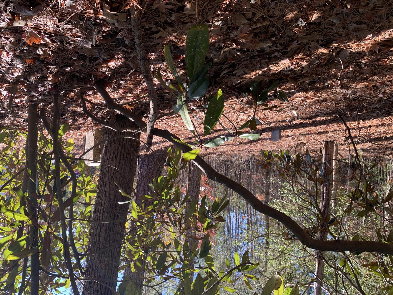 Upchurch family gravestone markers in a woody area