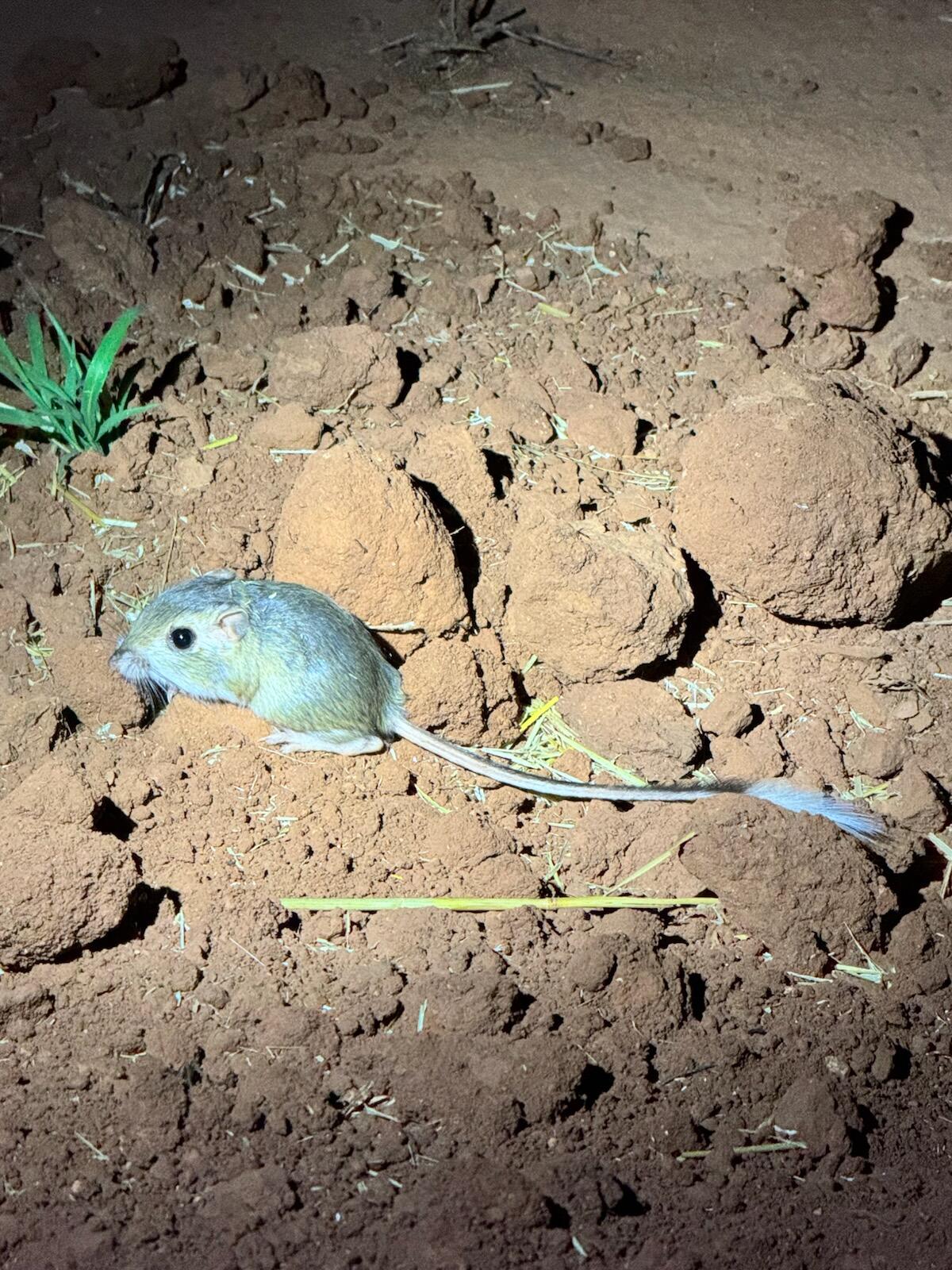 A Kangaroo Rat photographed at night.