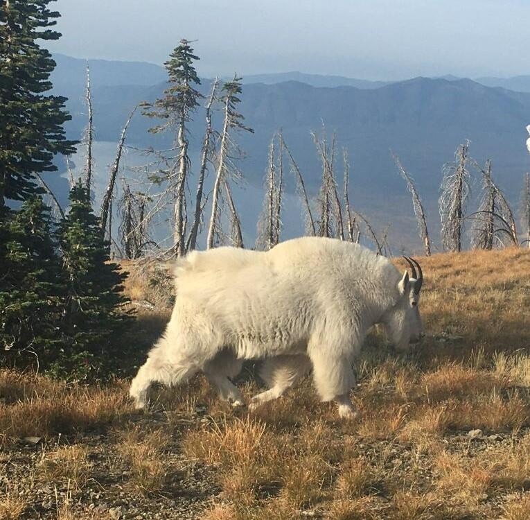 sideview of a white sheep on a plain with trees and mountains in the background.