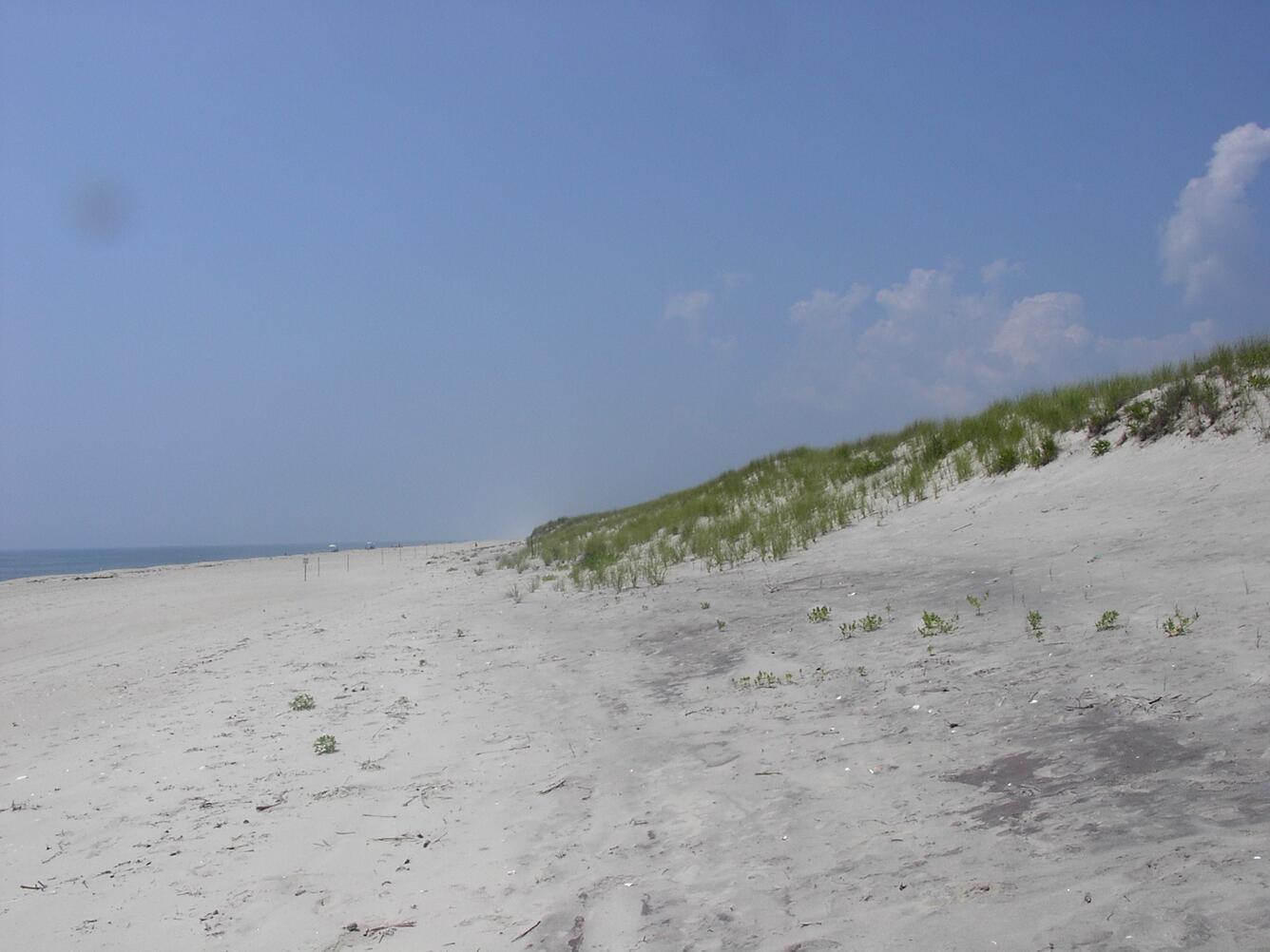 A wide sandy beach with a tall dune covered in vegetation