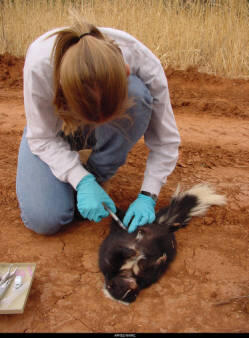 Technician giving an injection to an anesthetized skunk