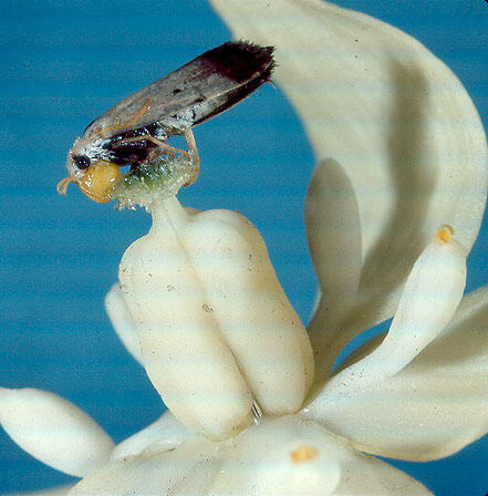 A Tegeticula moth is depositing a pollen ball onto a stigma of a Yucca plant