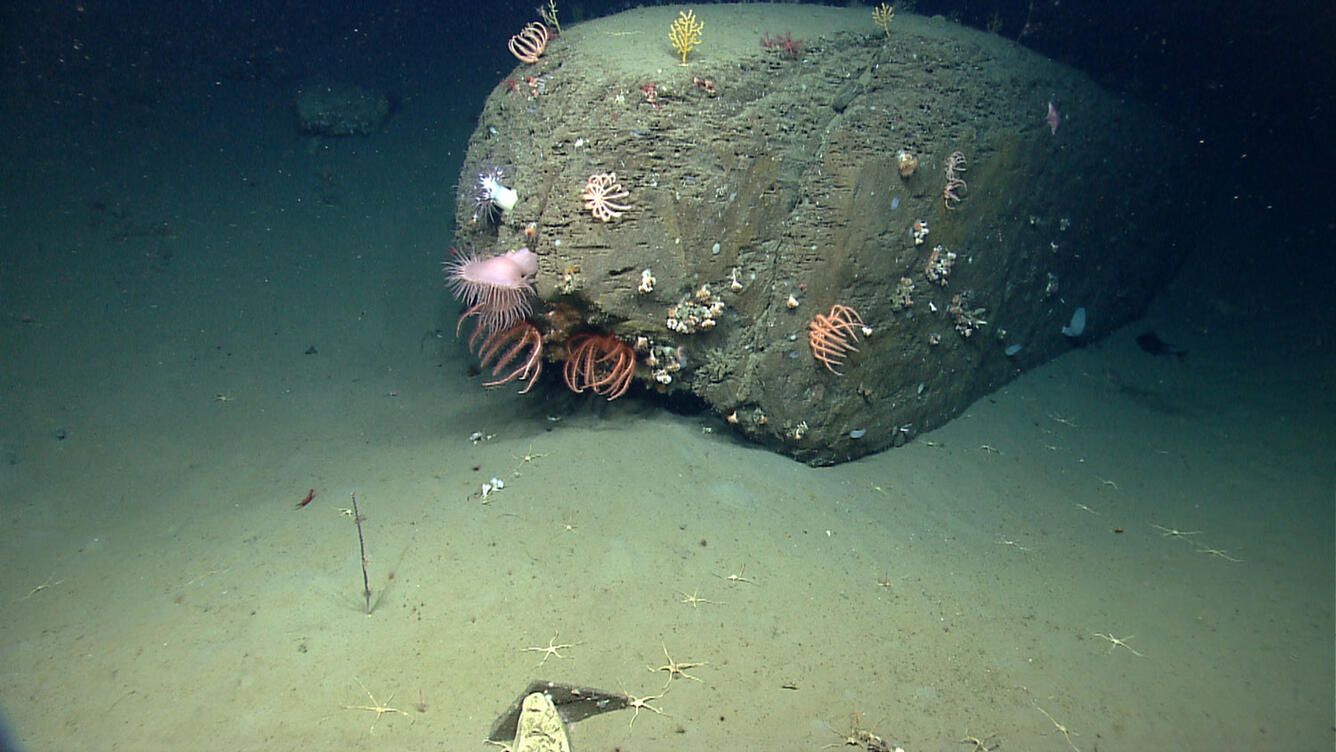 Critters attached to a rock underwater.