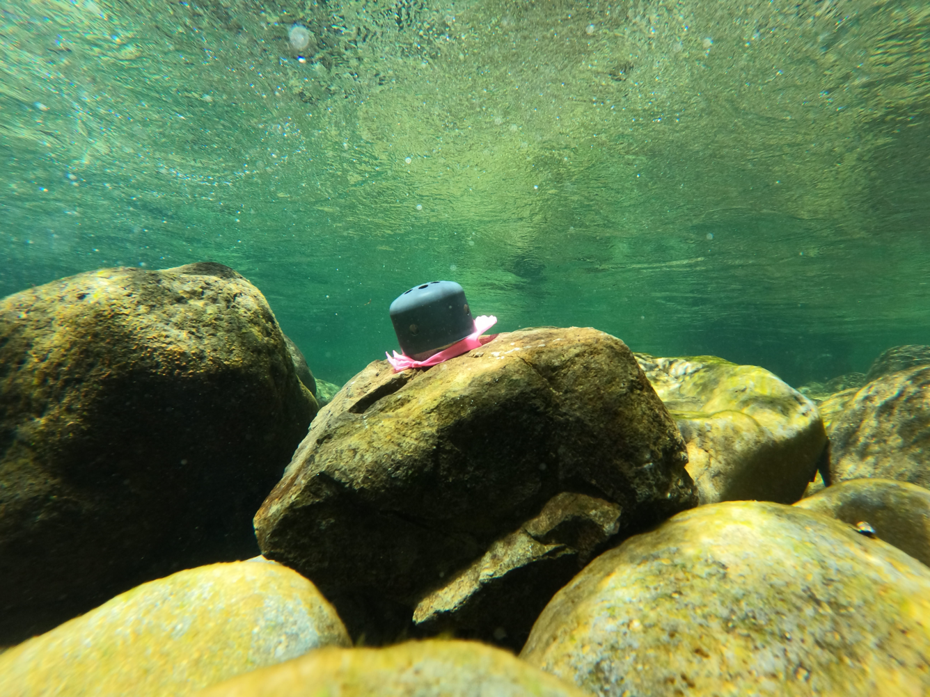 Submerged temperature logger mounted to cobble on riverbed.