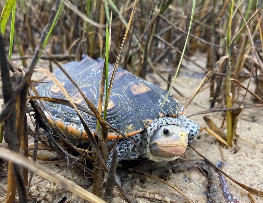 Terrapin in marsh
