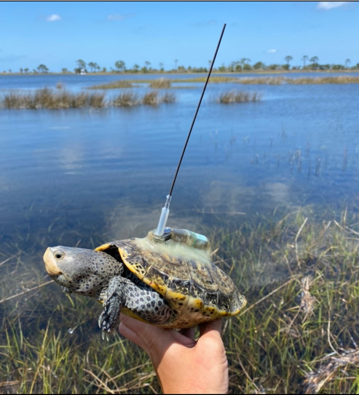 Terrapin with satellite tag