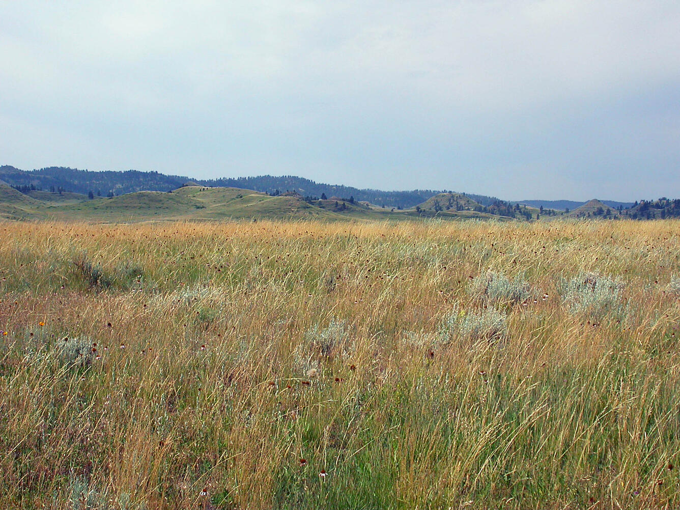 A grassland with rolling hills in the background and a blue sky