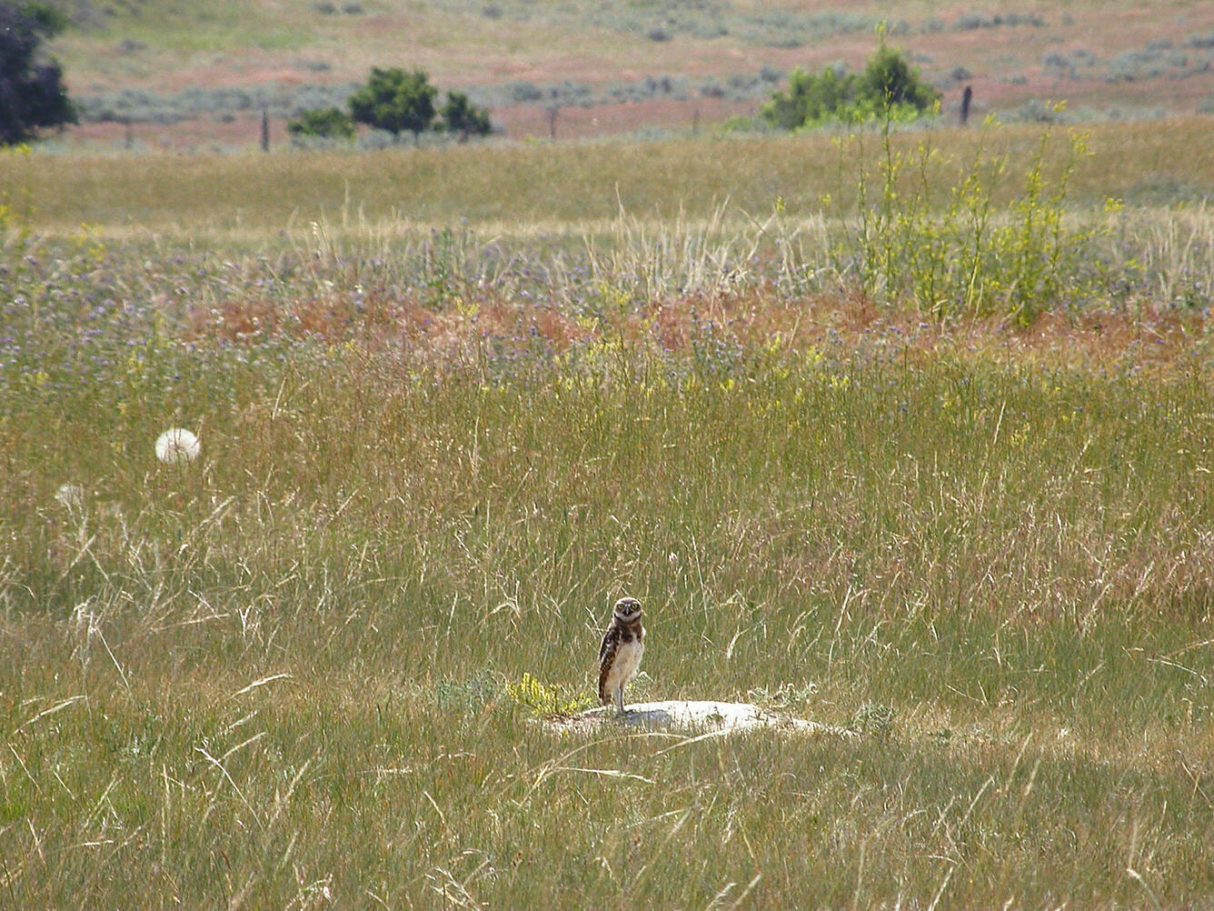An owl stands in a grassy area