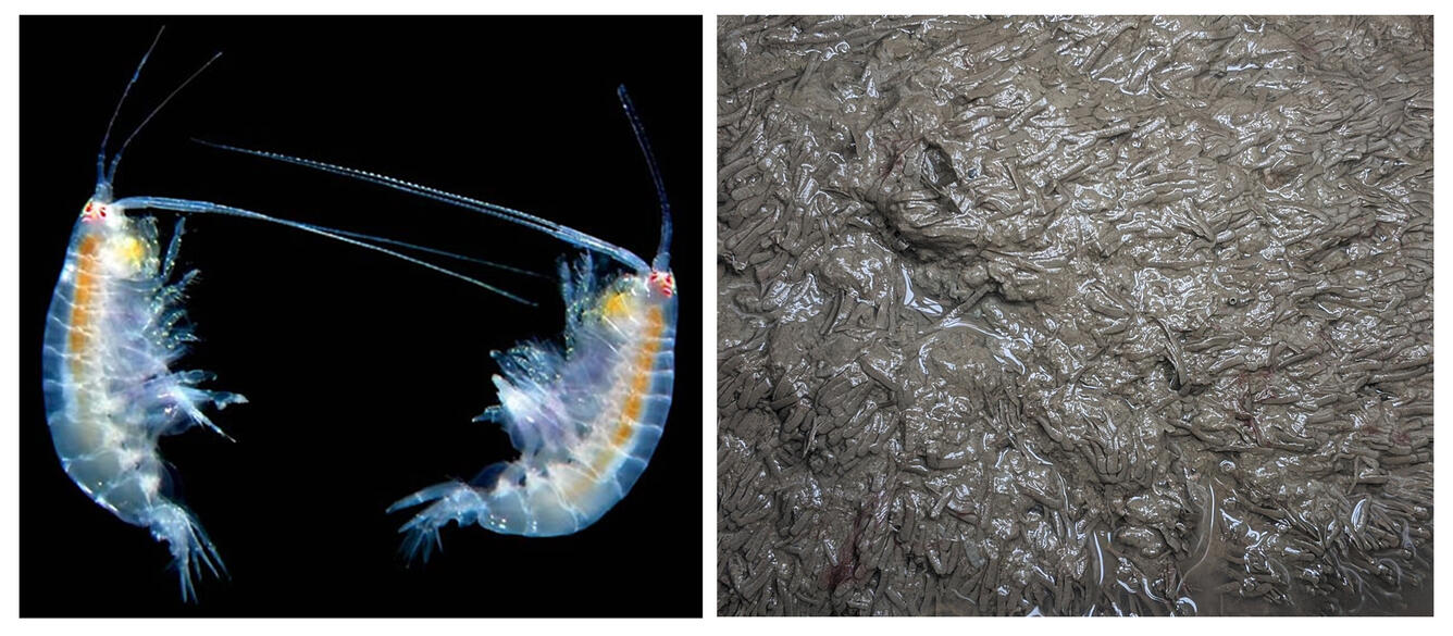 The amphipod Ampelisca abdita and its characteristic tube mat in sediment