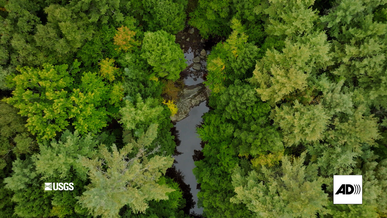 trees and a stream as seen from above
